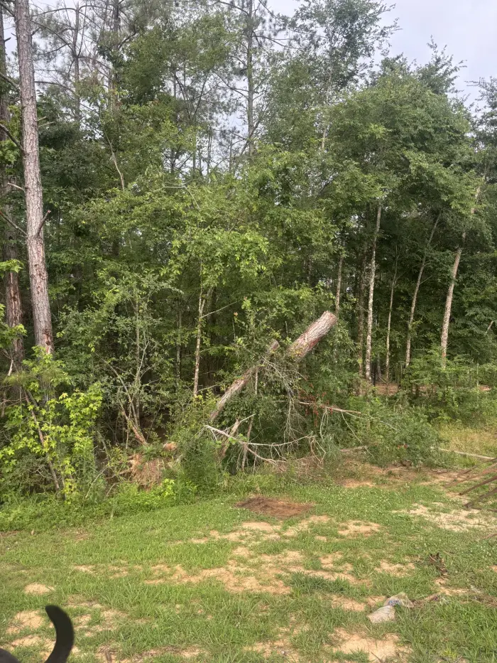A fallen pine lying across the understory of a wooded lot