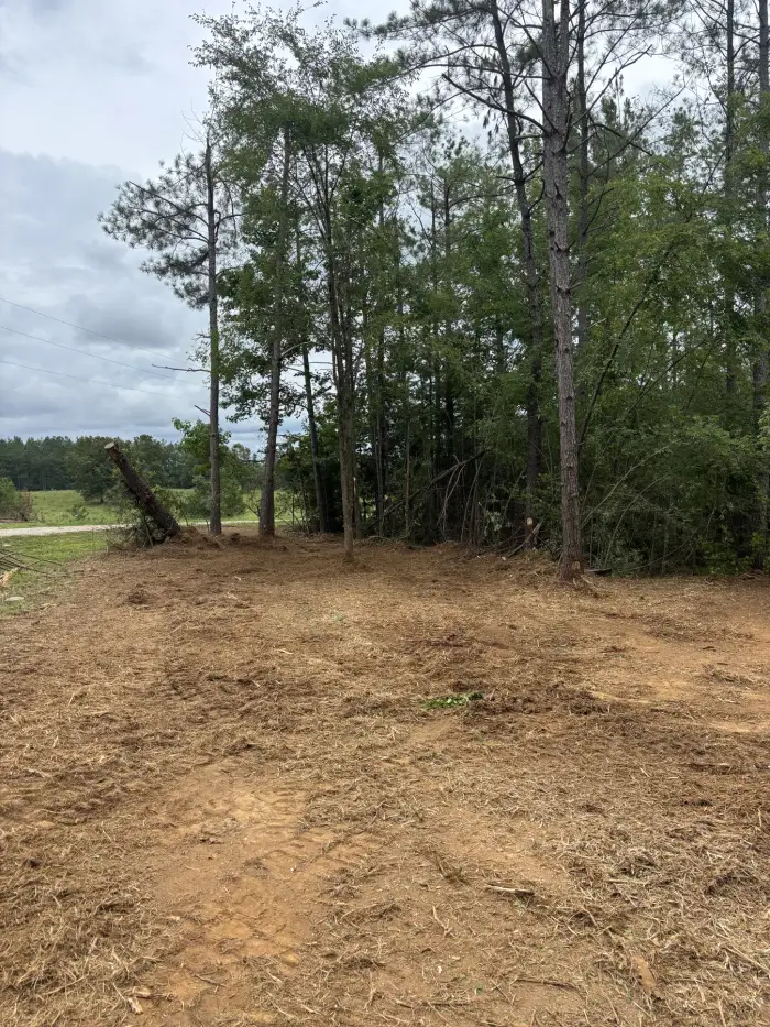 Smooth, cleared ground running up to the edge of a pine stand with pasture beyond