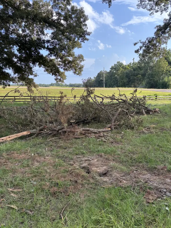 Cut limbs and brush stacked on mown grass beside a board fence and pasture