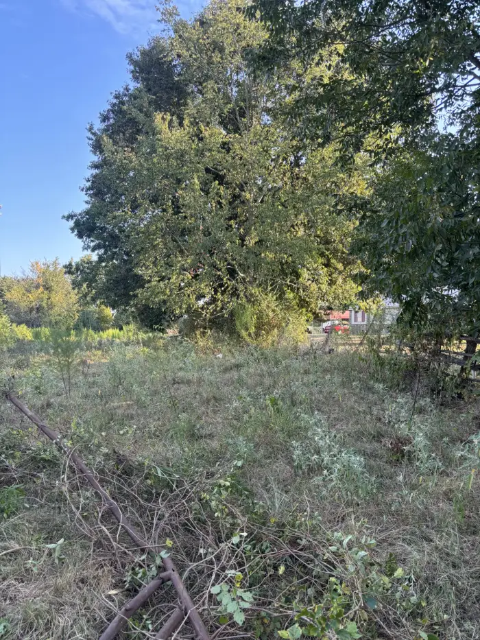 An overgrown lot of waist-high scrub and briars with old pipe lying in it
