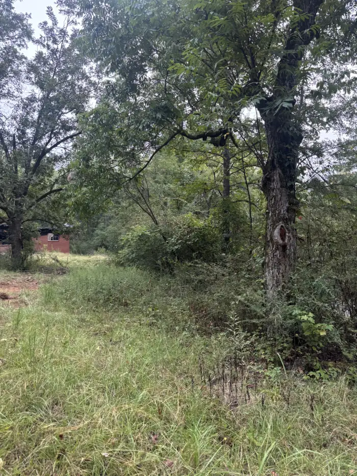 Dense brush and saplings crowding a tree line beside a brick building